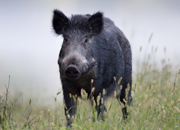 FeralPigScan Home feralpigscan-home